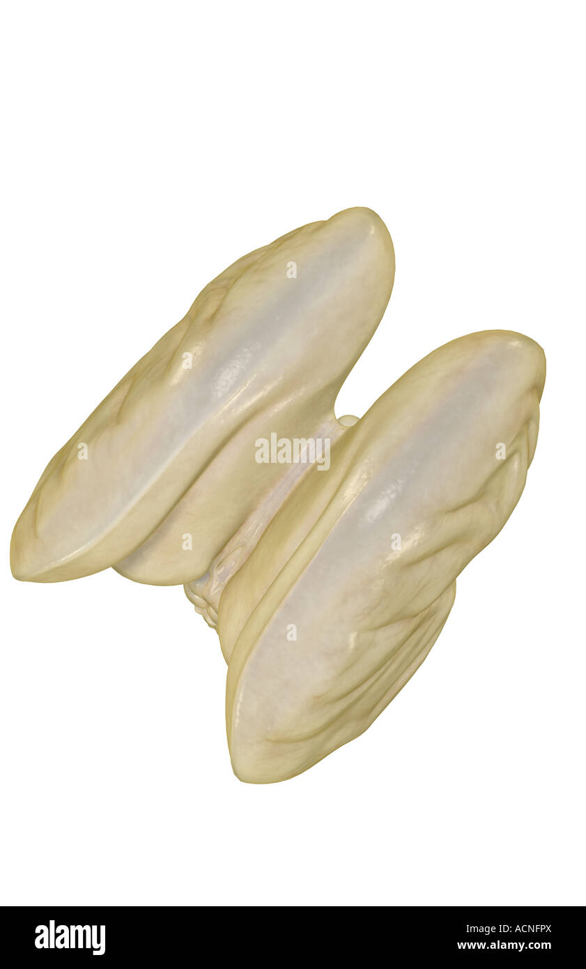 Anatomy of the brainstem hi-res stock photography and images - Alamy