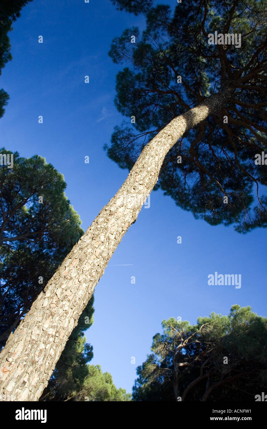 The trunk of a pine tree from a low angle Stock Photo - Alamy