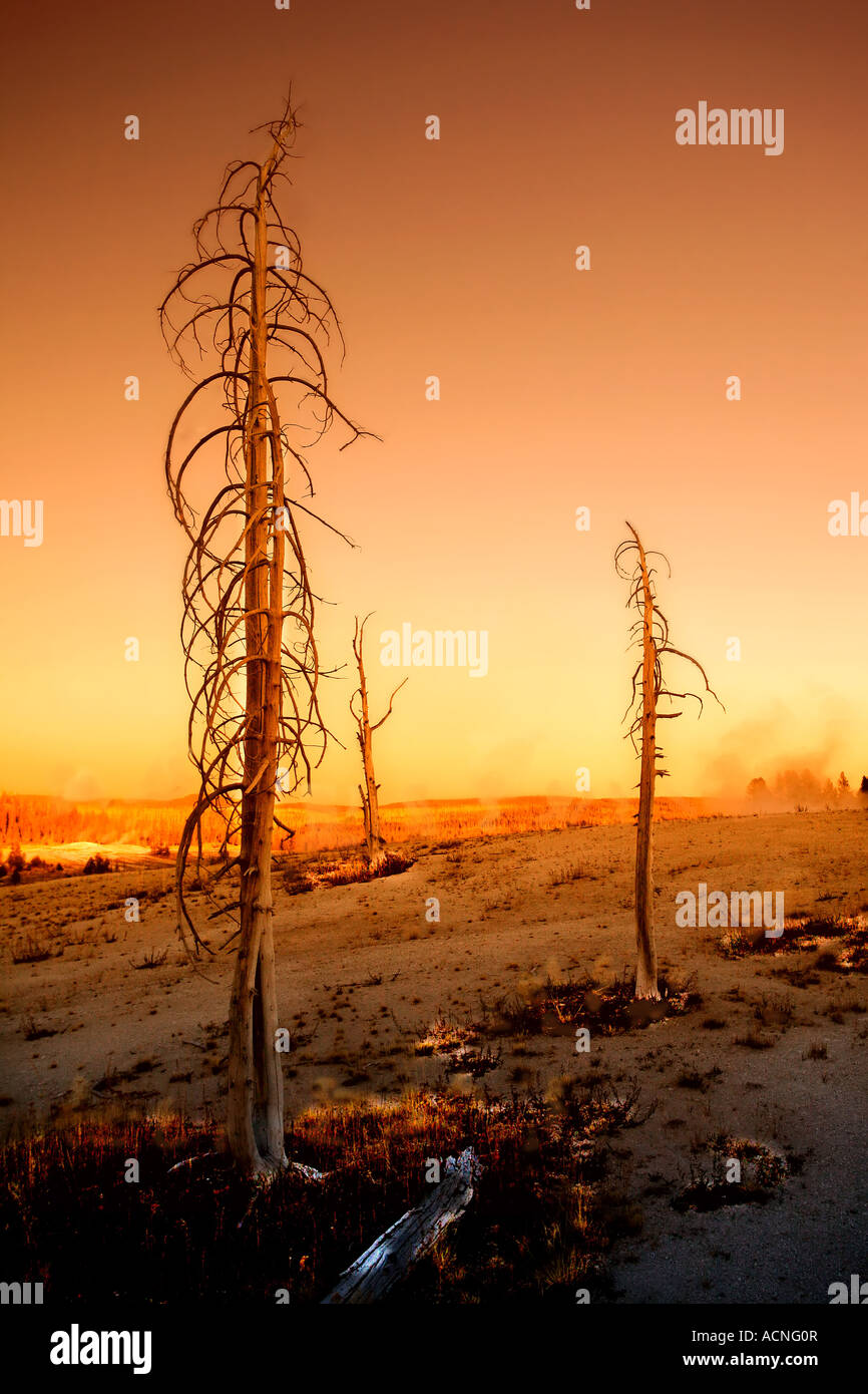 Burnt trees after forest fire Stock Photo - Alamy