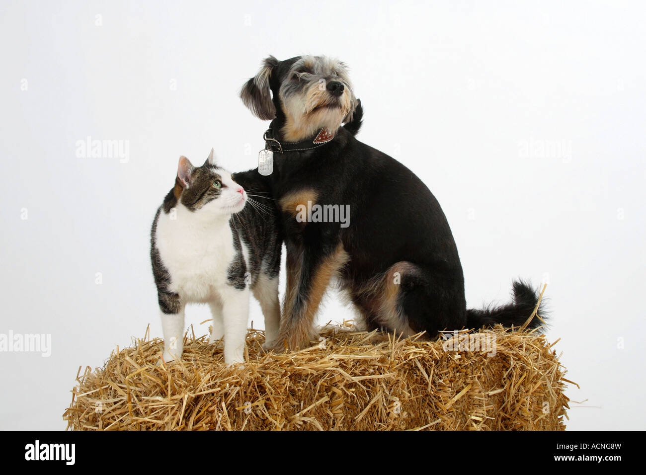 Mixed Breed Dog and Domestic Cat Stock Photo