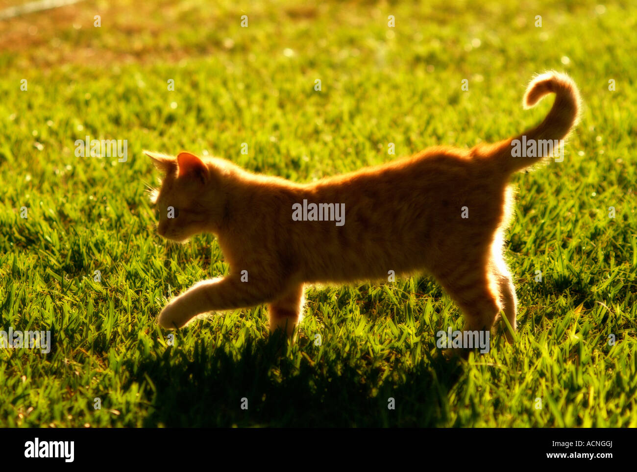 Ginger cat grass backlight hi-res stock photography and images - Alamy
