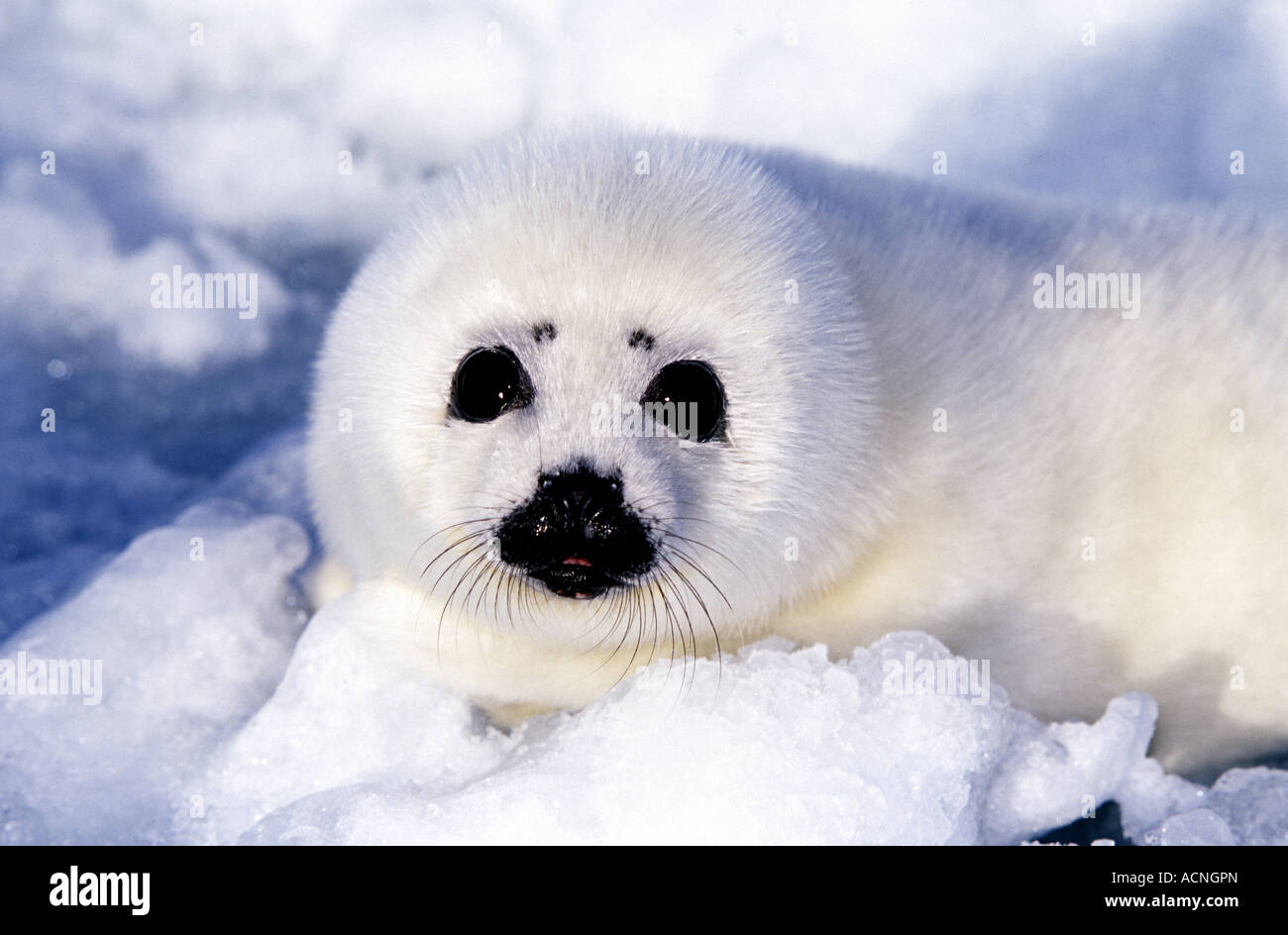 Harp Seal pup on ice flows in Gulf of St Lawrence Canada North America Stock Photo