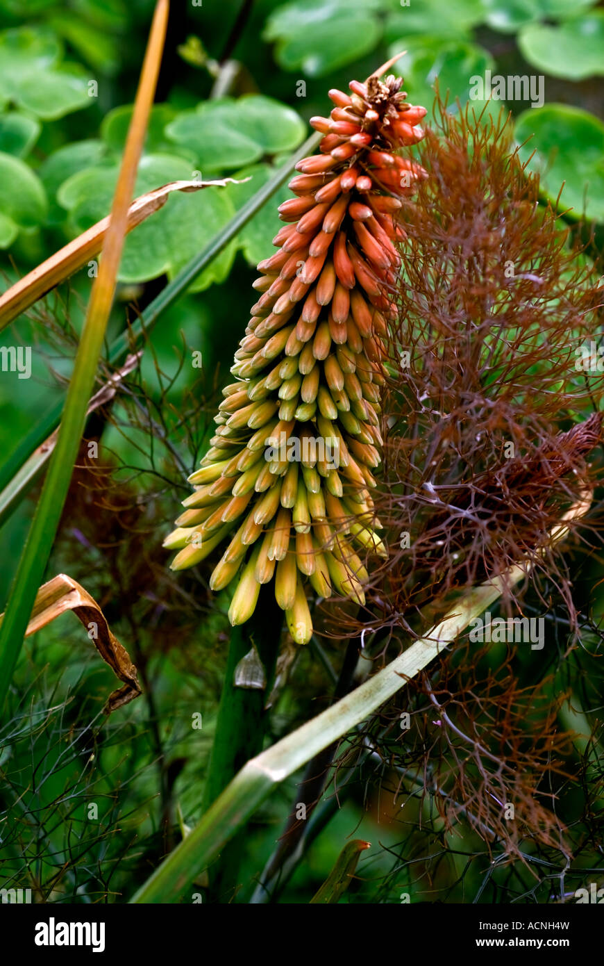 Red Hot Pokers ; Kniphofia ; Bronze Fennel ; Foeniculum ; Stock Photo