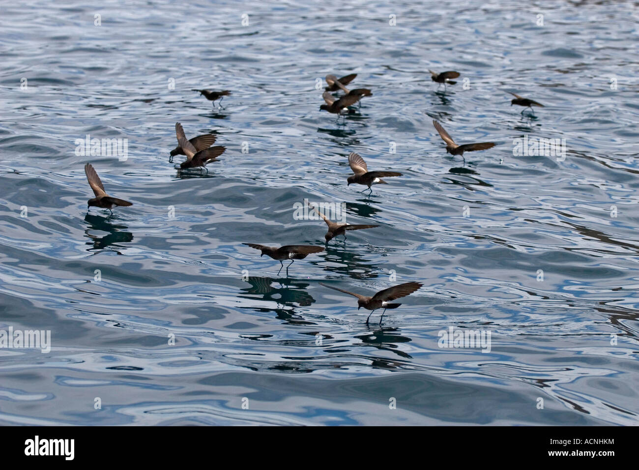 Elliot s or White vented Storm Petrels dancing on the sea Stock Photo