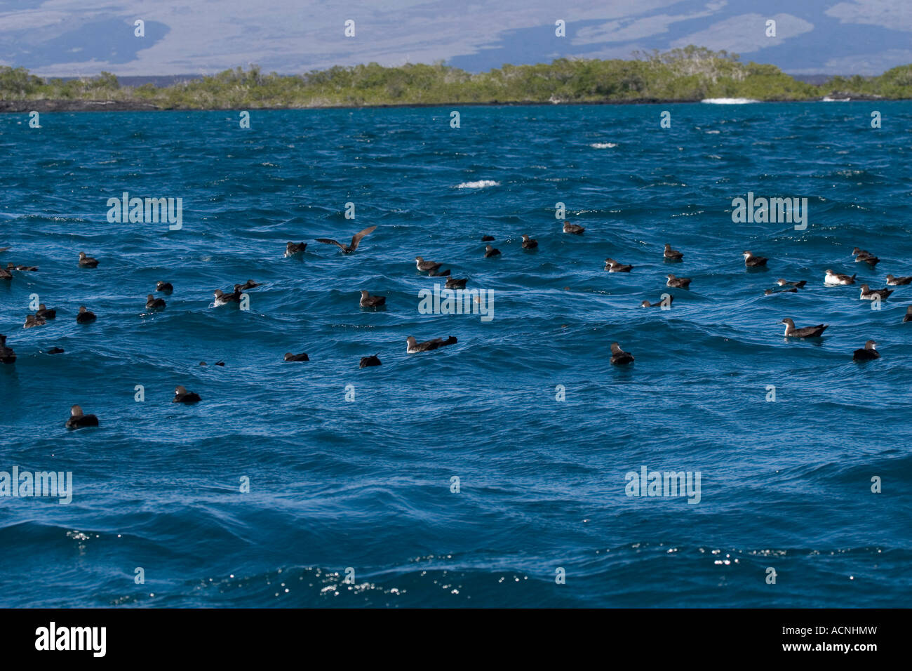 flock of Audubons Shearwaters resting on the sea Galapagos islands Stock Photo