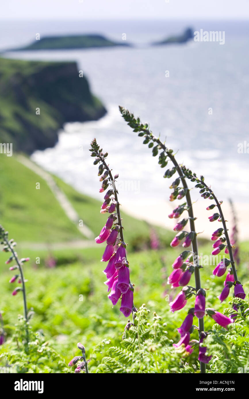 Foxgloves and Wormshead , Gower , South Wales , UK Stock Photo - Alamy