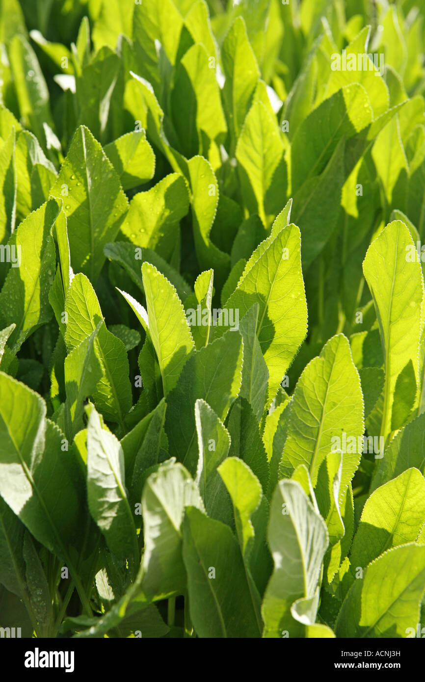 Costmary (Chrysanthemum balsamita) Stock Photo