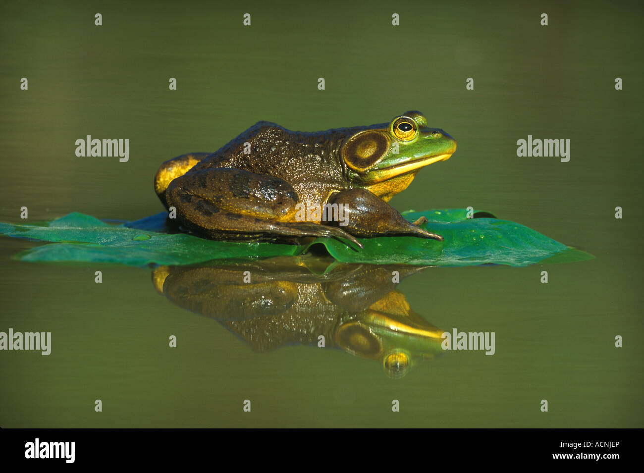 Bullfrog on Lily Pad Rana catesbeiana Eastern United States Stock Photo