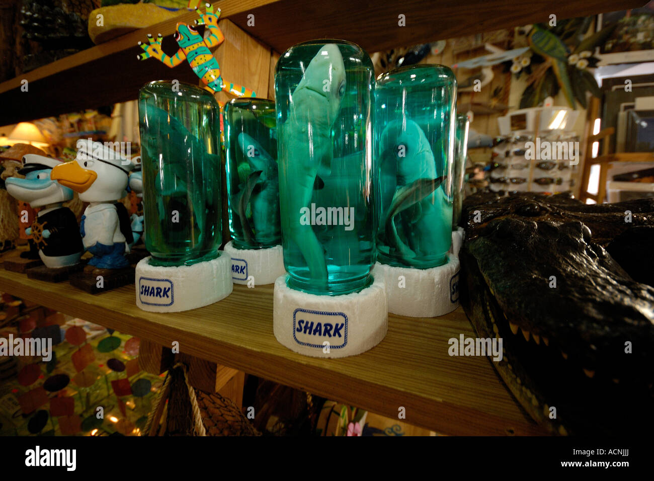 Baby sharks for sale in a curio shop Florida Stock Photo Alamy