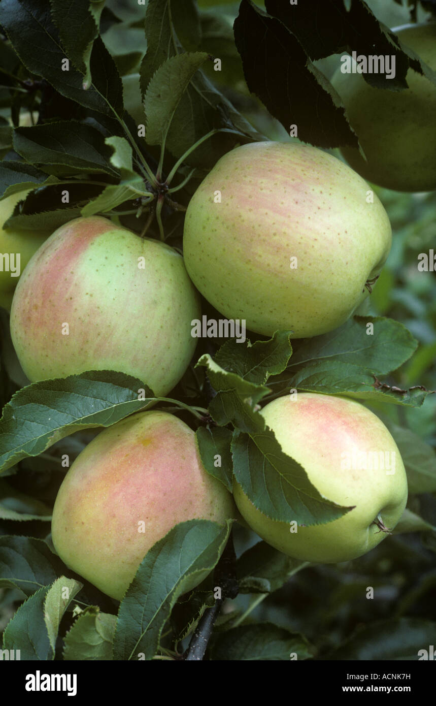 Mature green and red apples on the tree in a variety breeding trial Stock Photo