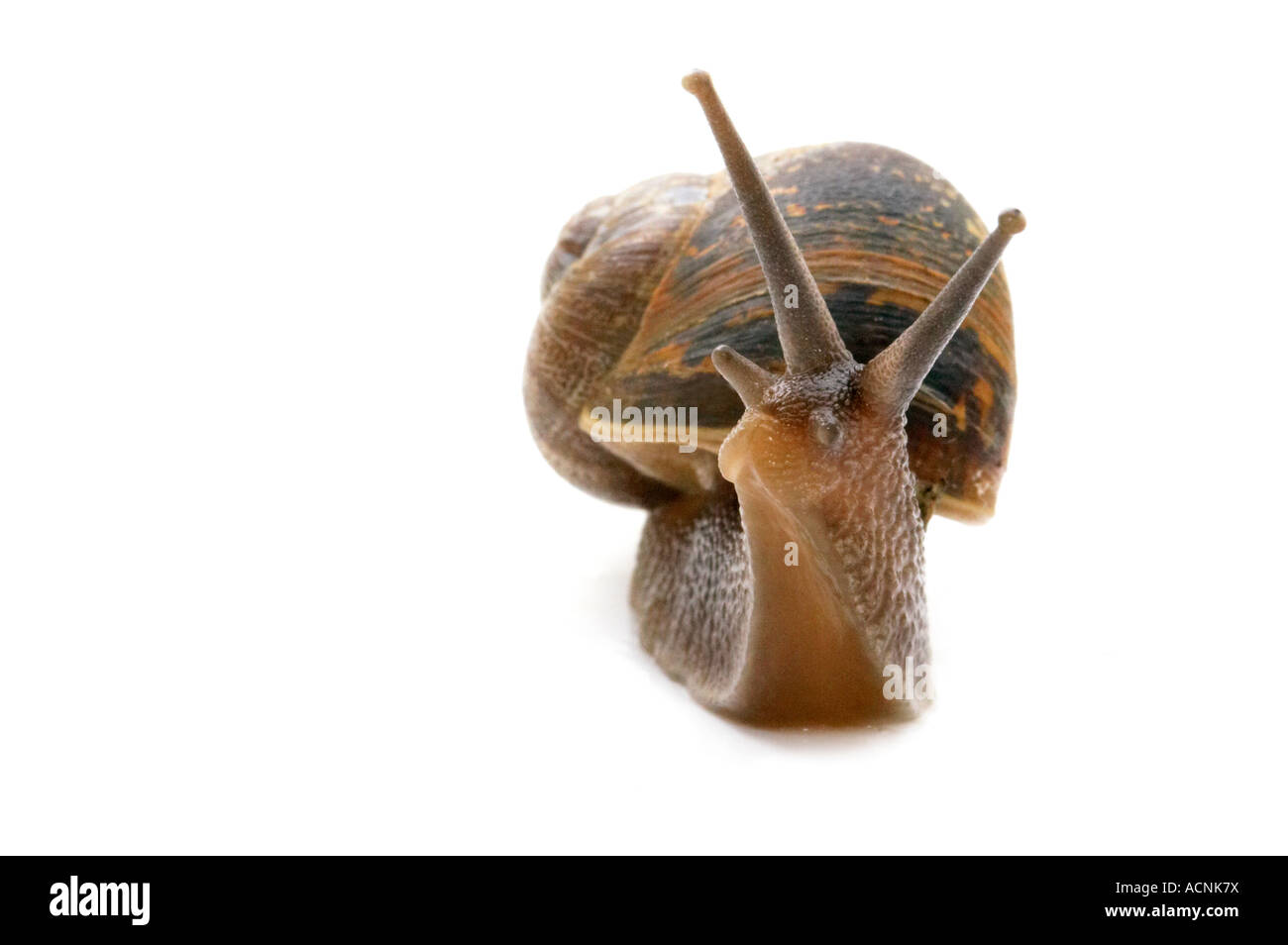 Garden Snail, Helix aspersa Stock Photo
