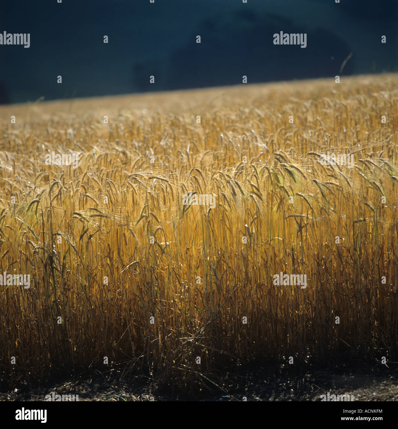 contre jour of ripe barley ears against a dark background Stock Photo