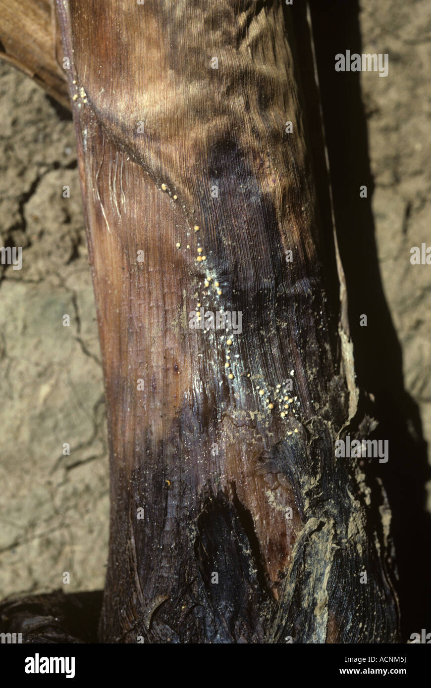Southern blight (Athelia rolfsii) sclerotia and rot at the base of a young banana Thailand Stock Photo