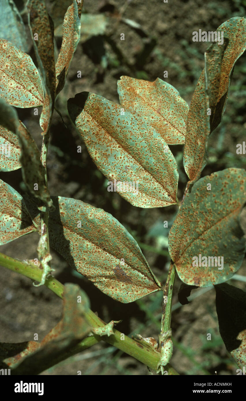 Broad or field bean rust Uromyces viciae fabae infection on field crop leaves Stock Photo