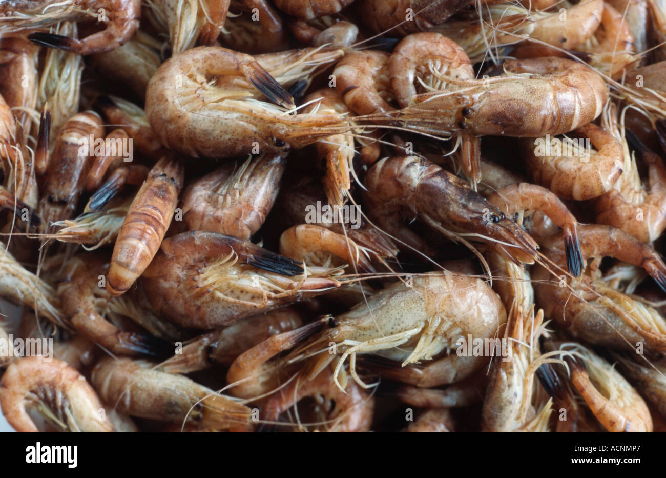 Shrimp  Stock Photo