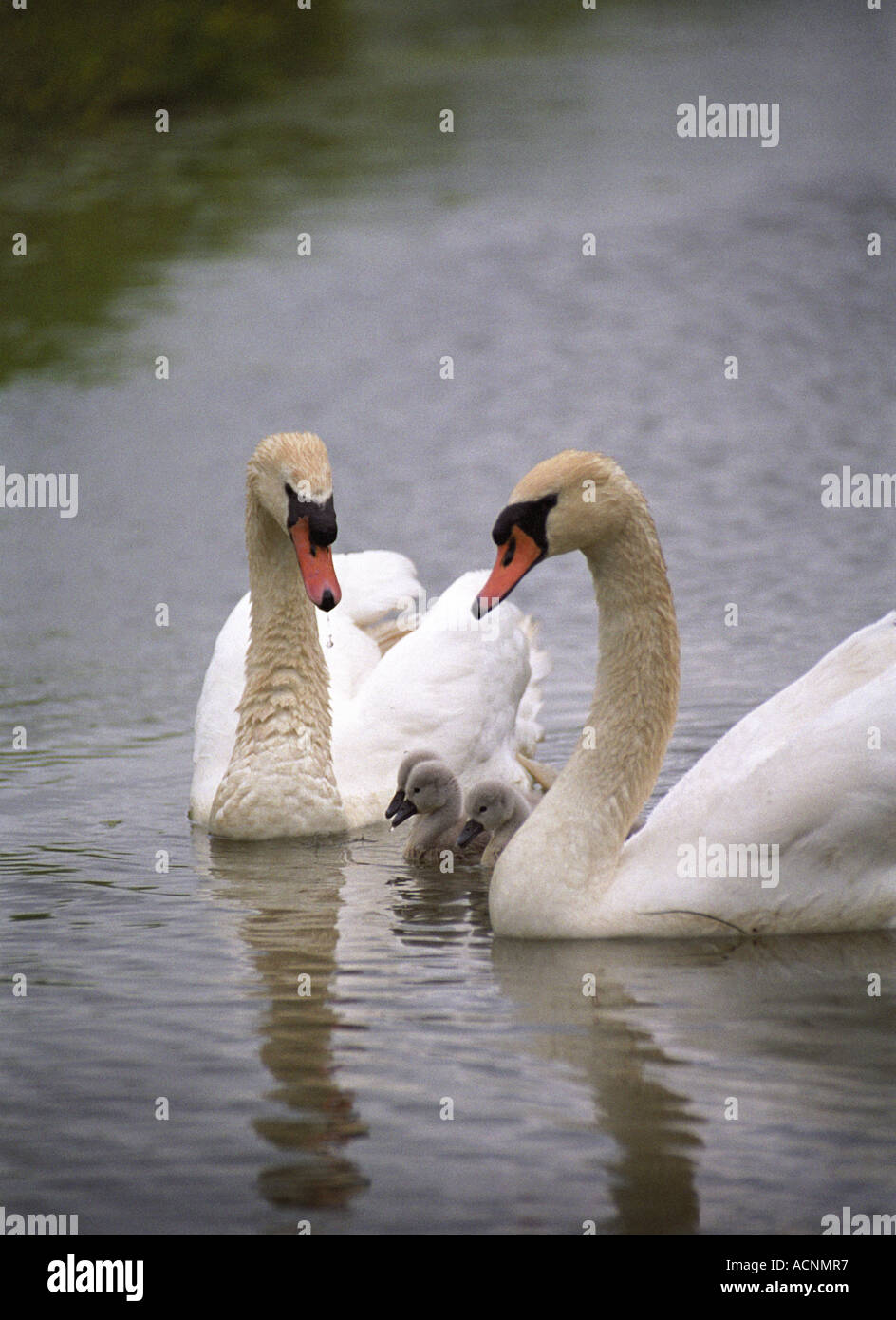 Swans with sygnets Stock Photo