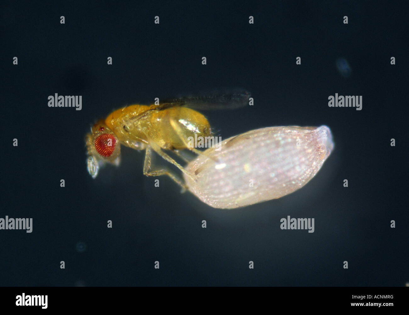 Parasitoid wasp Trichogramma sp with angoumois grain moth egg Stock Photo