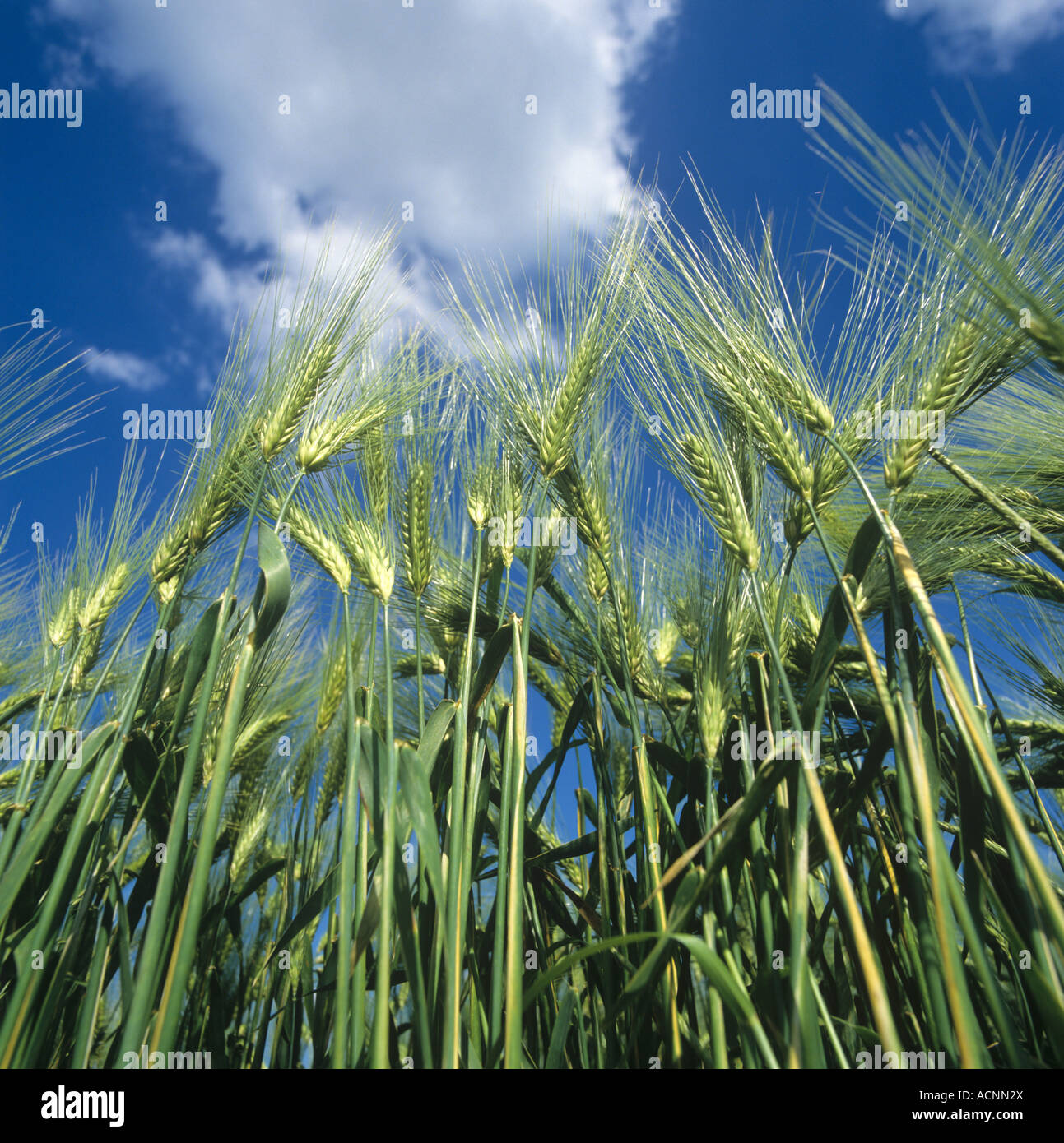Barley Rows Six Row Barley High Resolution Stock Photography and Images - Alamy