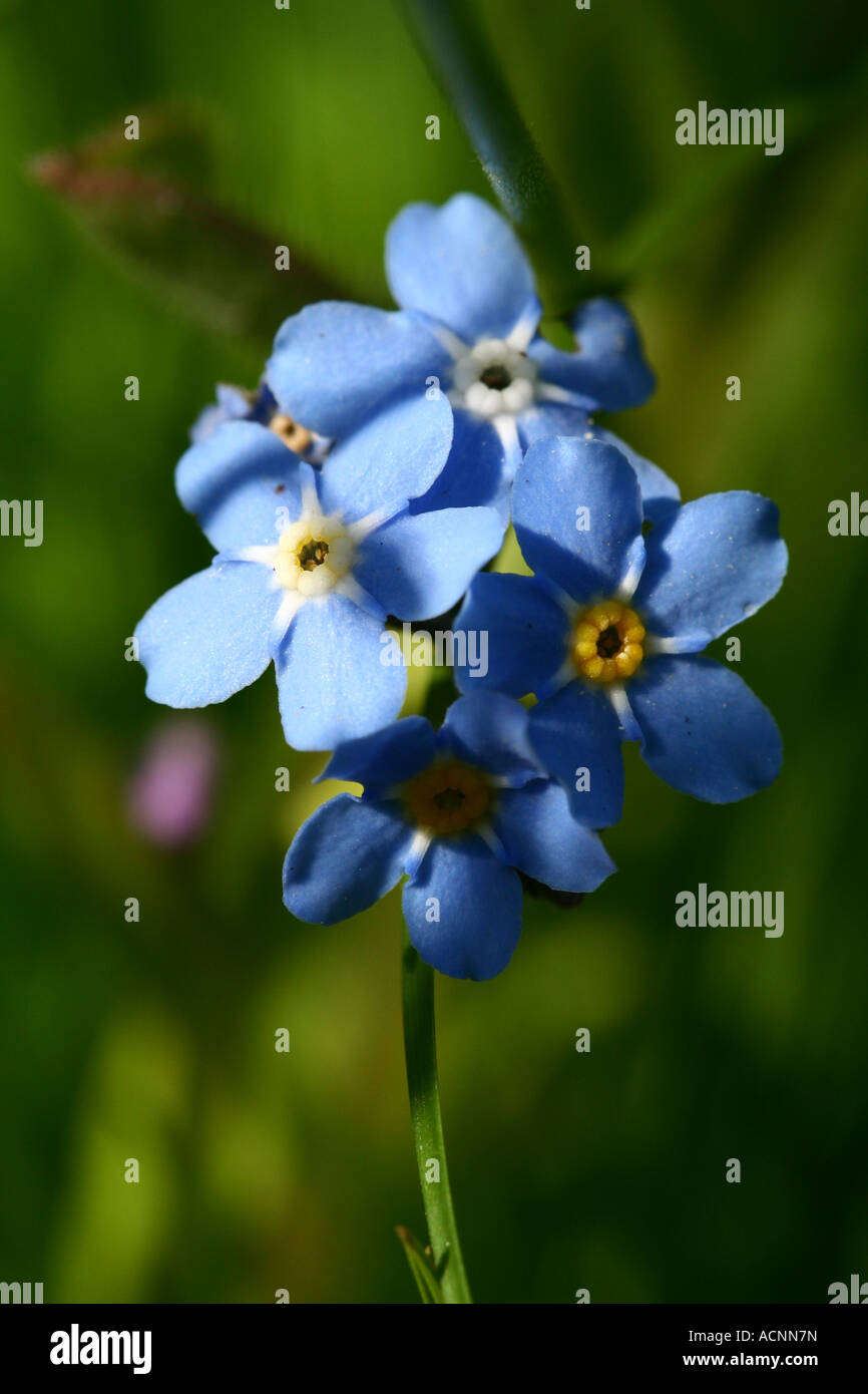 Myosotis Stock Photo Alamy