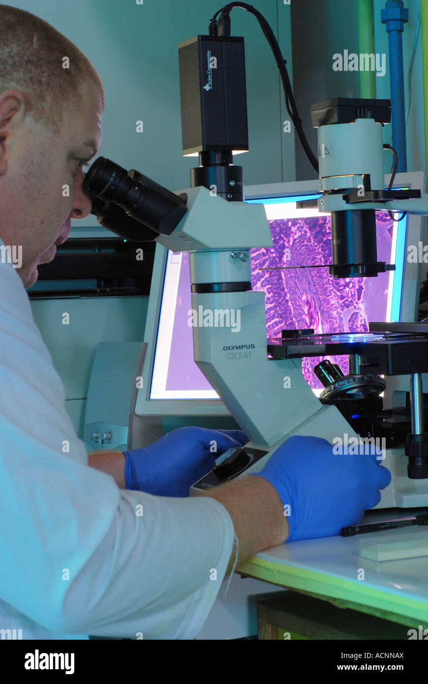 Technician using a Molecular biology Microscope in a lab Stock Photo