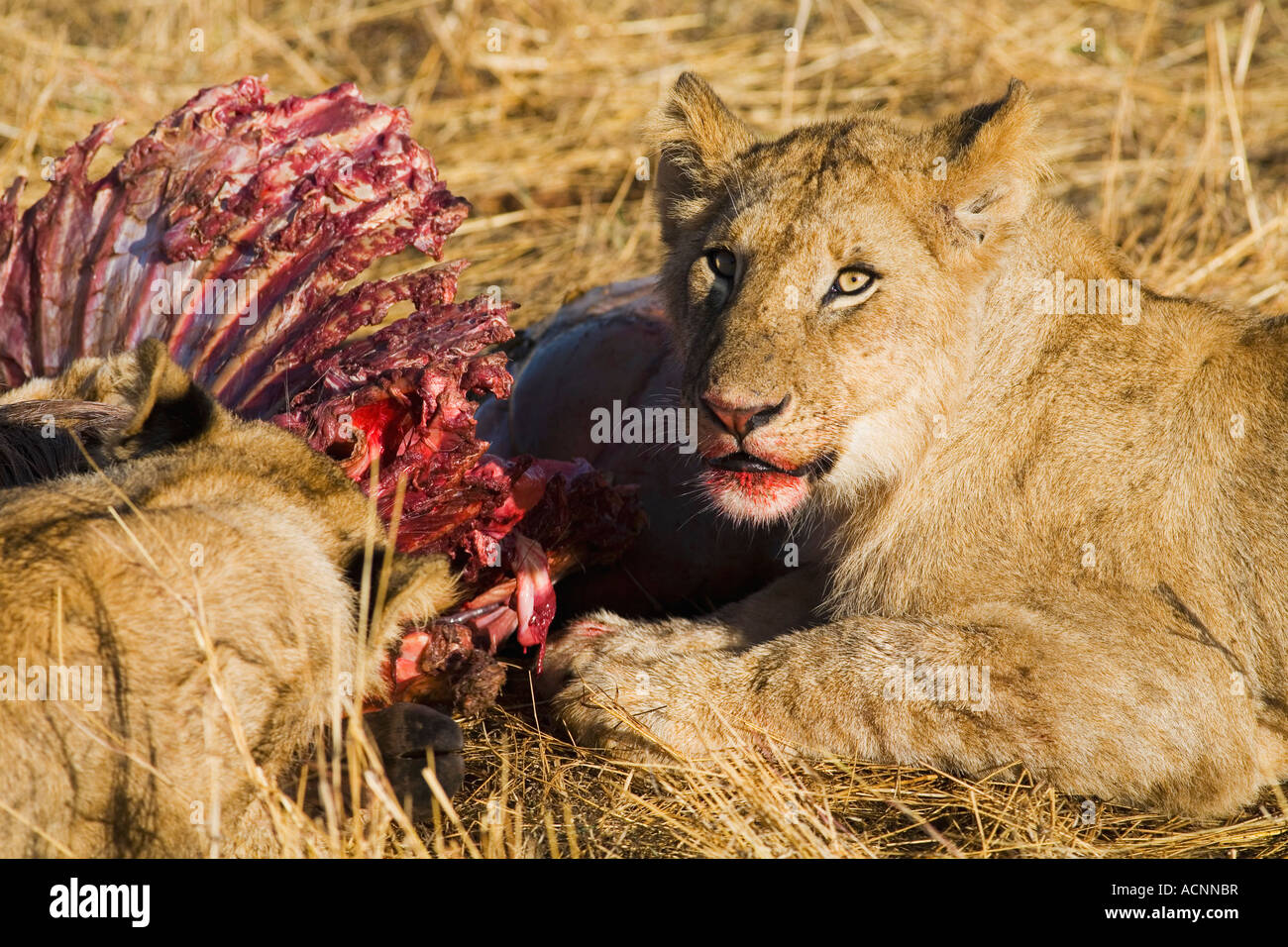 Two lion cubs Panthera Leo eating killed Wildebeest prey in early morning light Masai Maasi Mara National Nature Reserve Kenya E Stock Photo