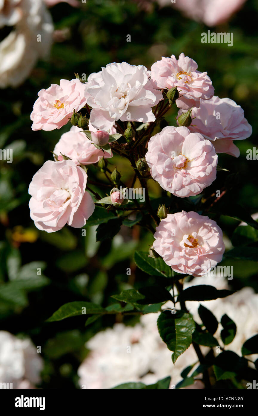 Climbing rose flowers hi-res stock photography and images - Alamy