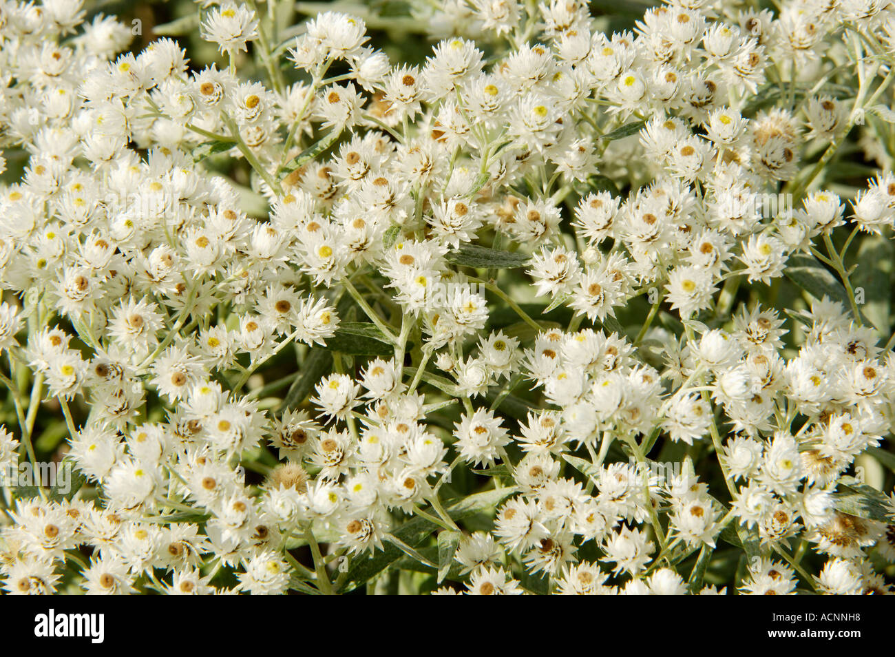 Pearly Everlasting Stock Photo