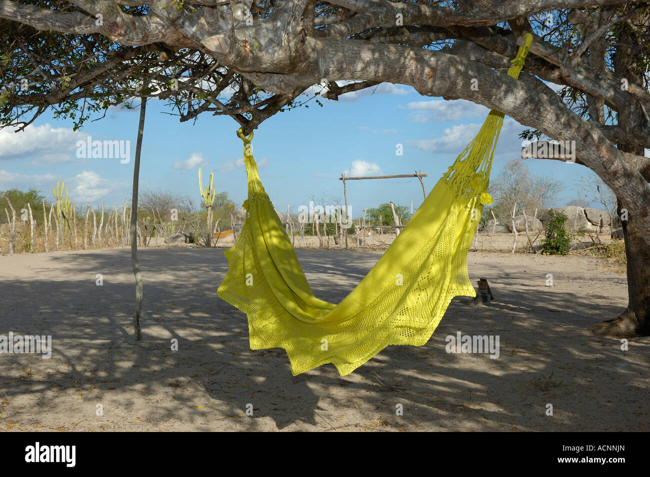 Hammock swings in a Umbu tree, Malhada Grande Stock Photo