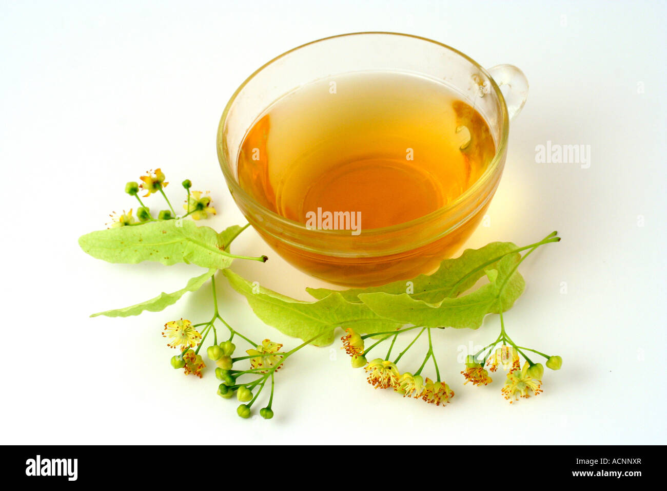 Common lime or linden tree infusion (Tilia platiphyllos Stock Photo Alamy