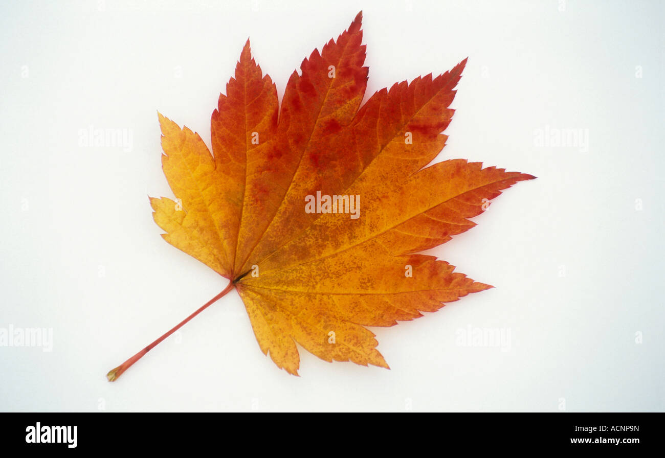 Maple Leaf in Autumn Colour on white background Stock Photo