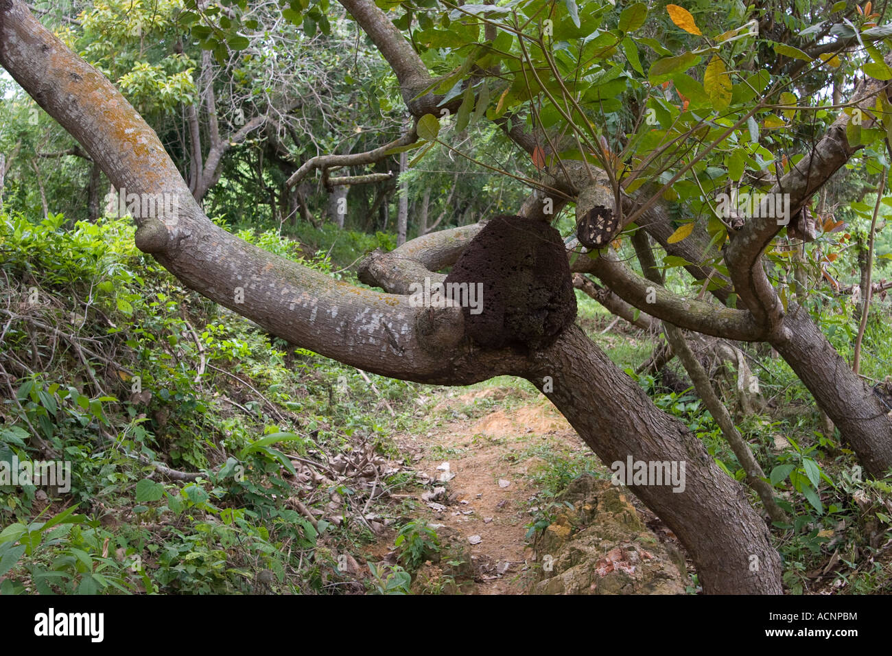 Arboreal nesting termites. Capira, Panama, Central America Stock Photo