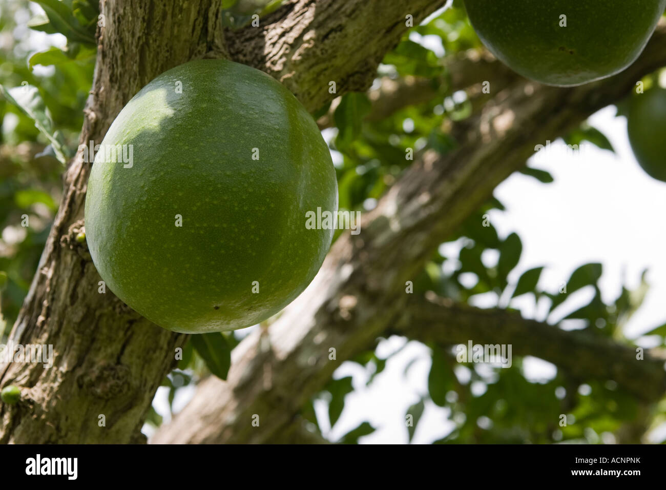 Crescentia cujete. Calabash tree. Gourd tree Stock Photo Alamy