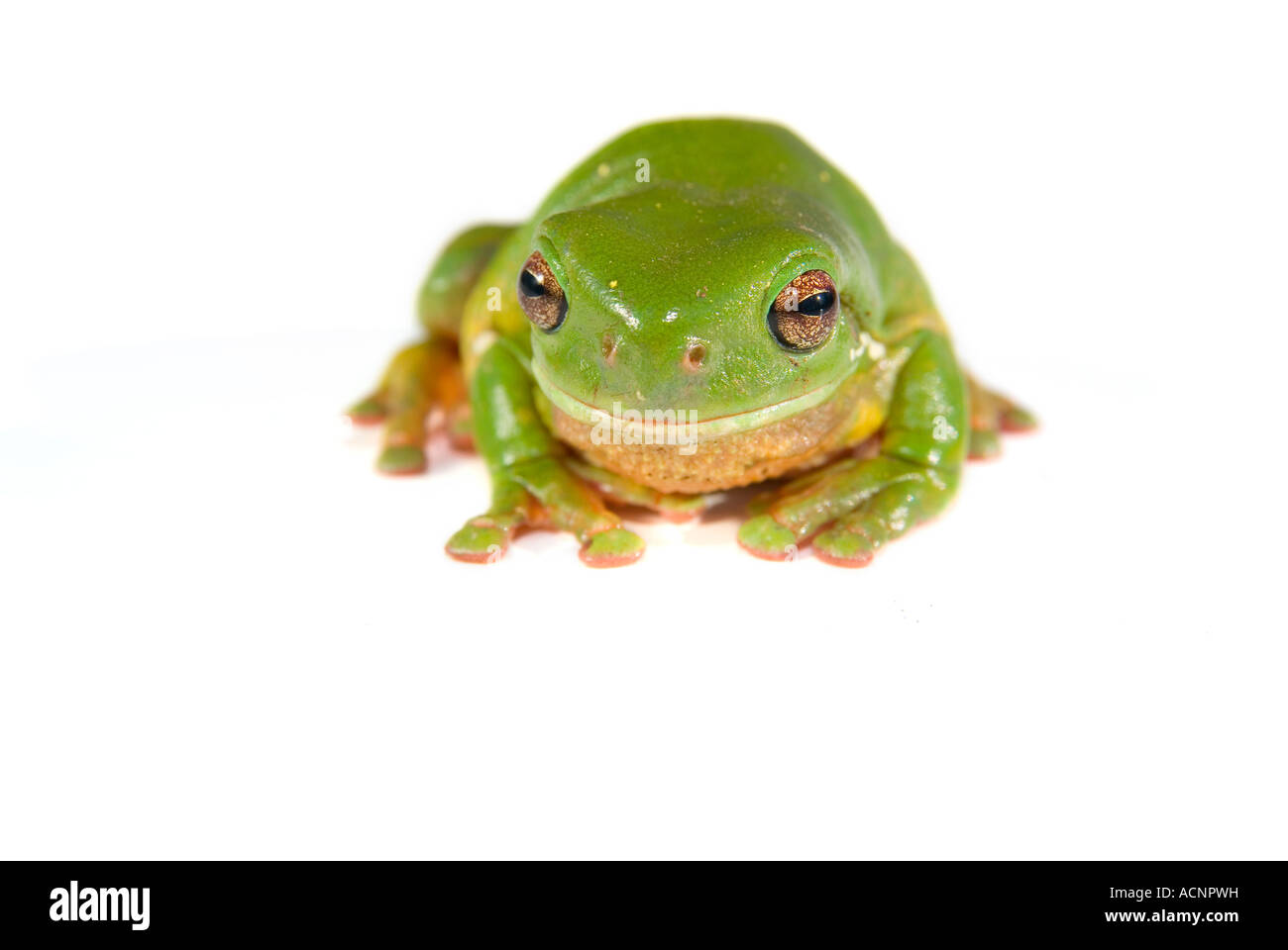 a green tree frog litoria caerula isolated on white background Stock Photo