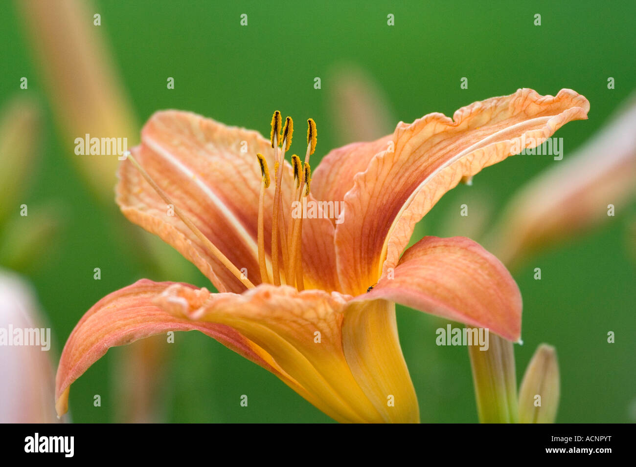 orange Lilium - Lilium Stock Photo