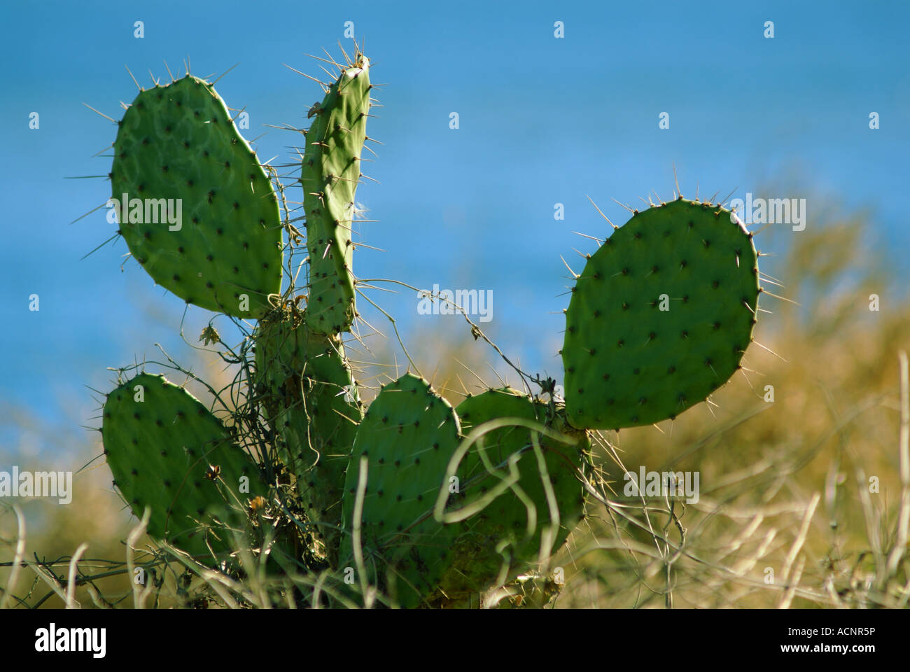 Prickly Pear Cactus near the ocean in Mazatlan Mexico Stock Photo