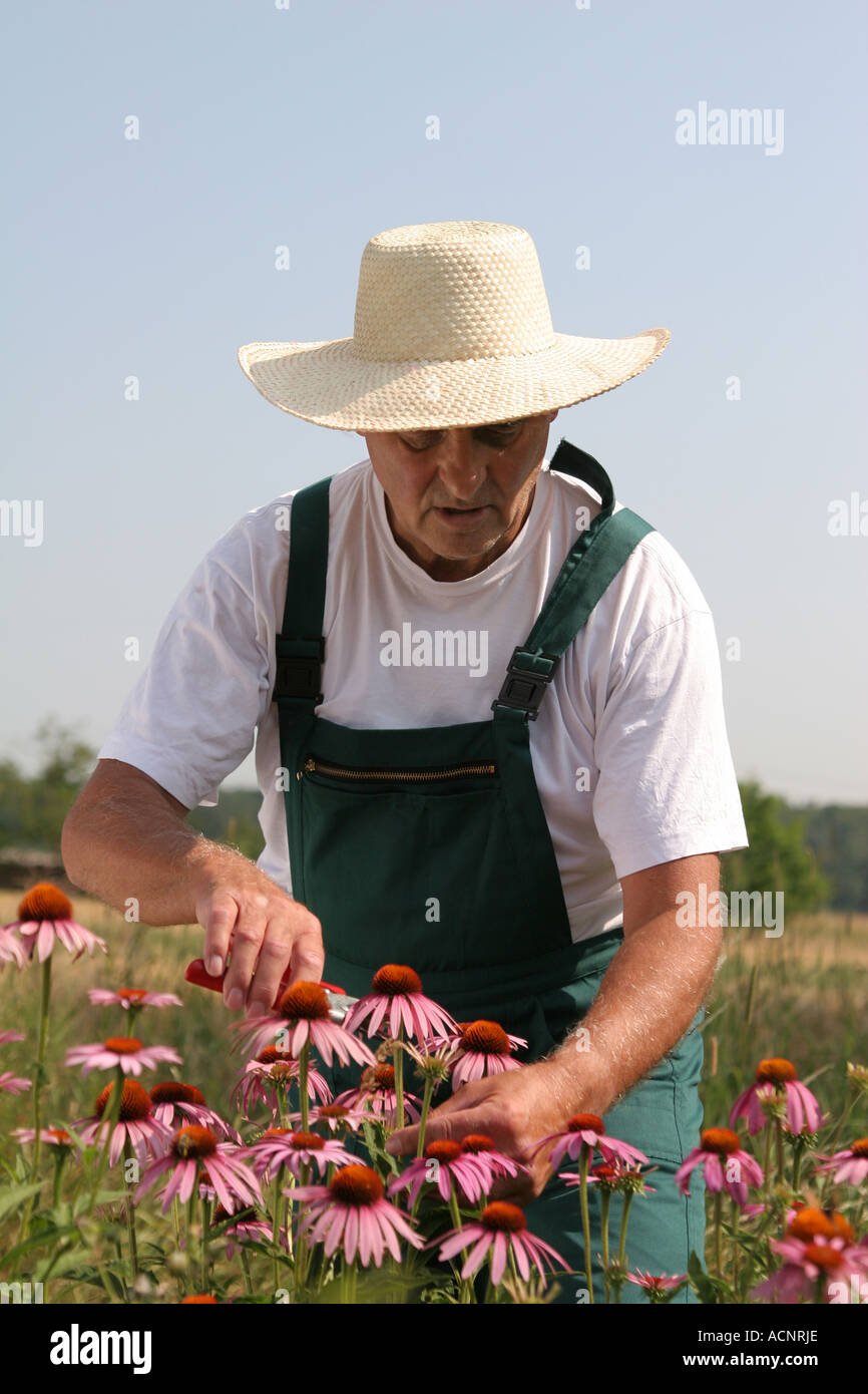 Cutting cut leaved coneflowers - Sonnenhut schneiden Echinacea purpur Stock Photo
