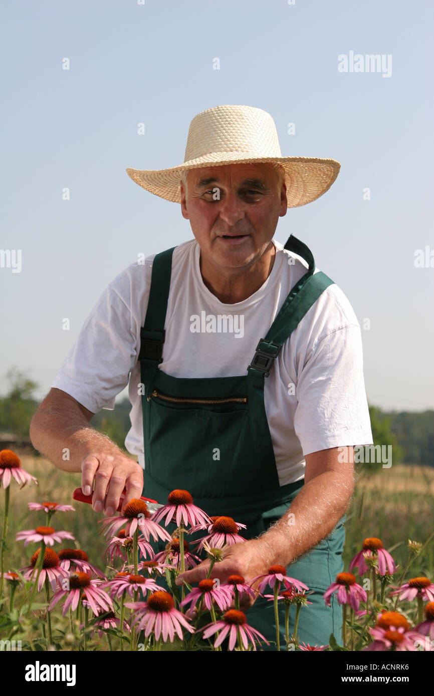Cutting cut leaved coneflowers - Sonnenhut schneiden Echinacea purpur Stock Photo