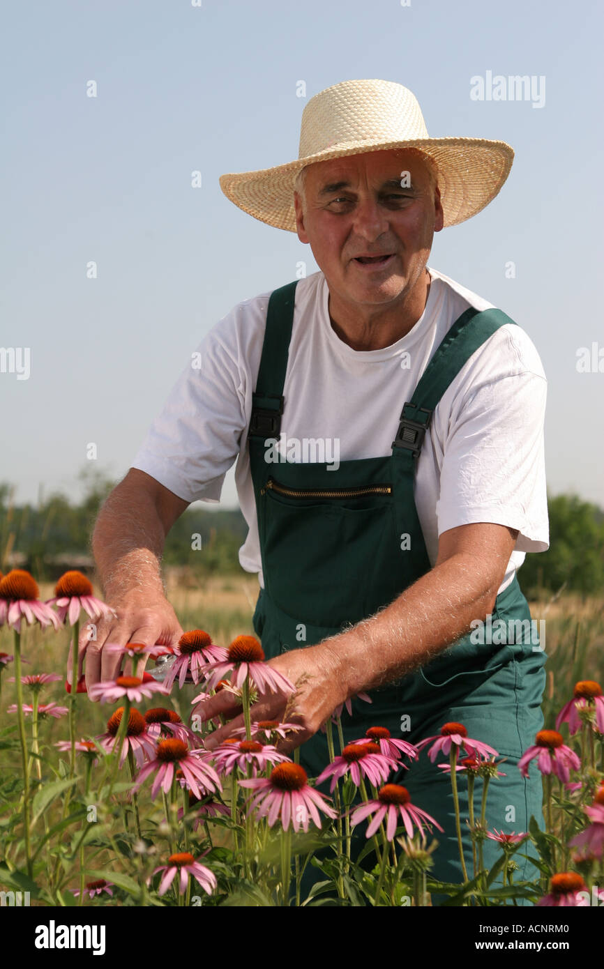 Cutting cut leaved coneflowers - Sonnenhut schneiden Echinacea purpur Stock Photo
