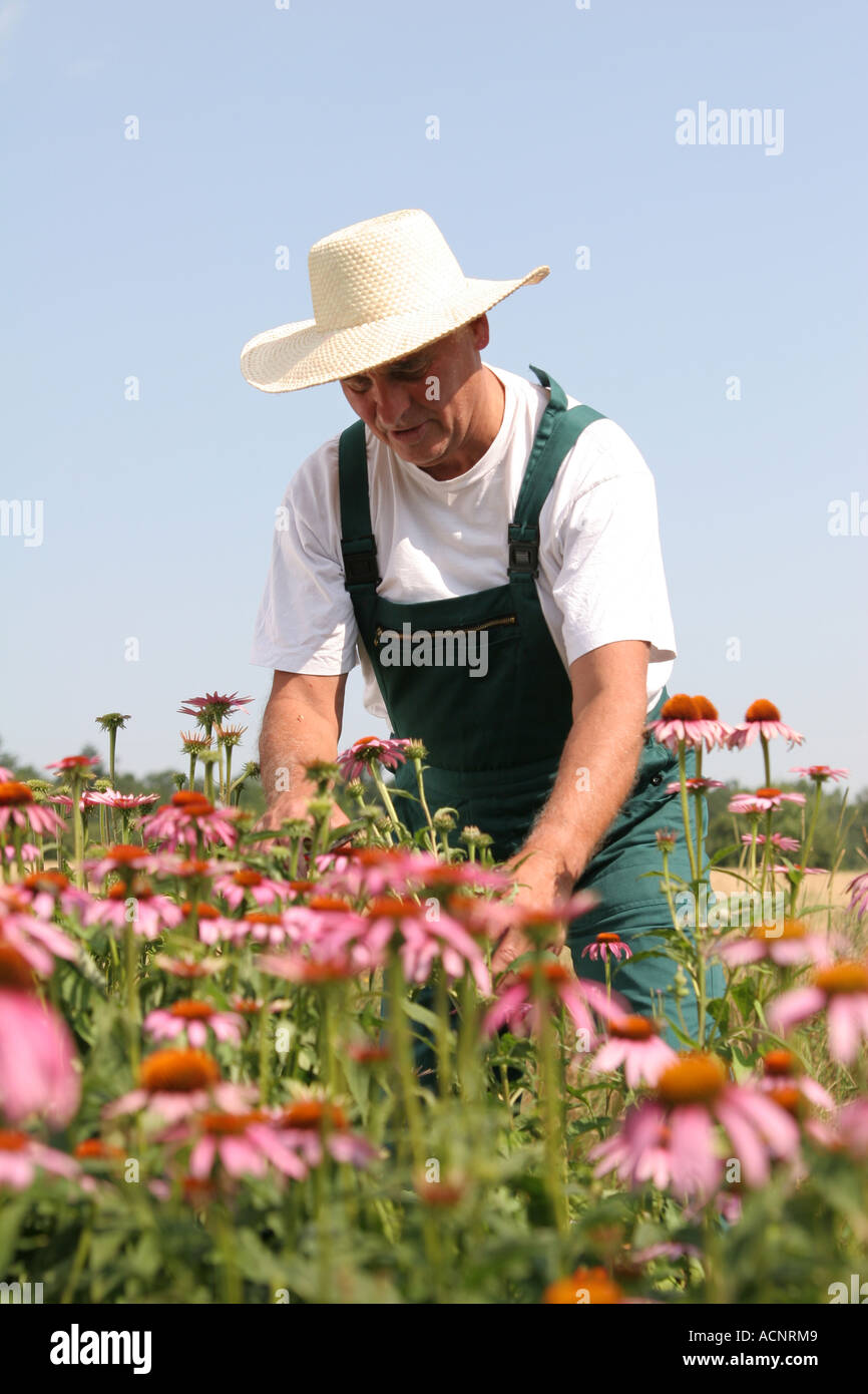 Cutting cut leaved coneflowers - Sonnenhut schneiden Echinacea purpur Stock Photo
