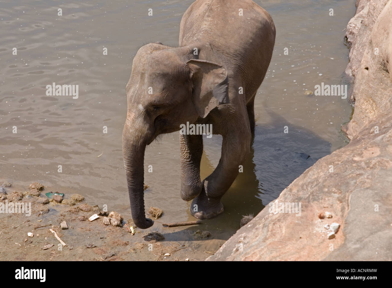 Elephant Landmine Victim Stock Photo