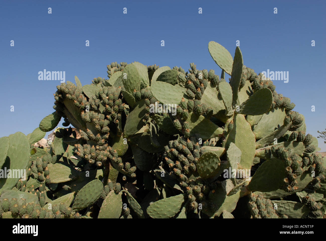 Prickly pear Opuntia cactus West Bank Israel Stock Photo
