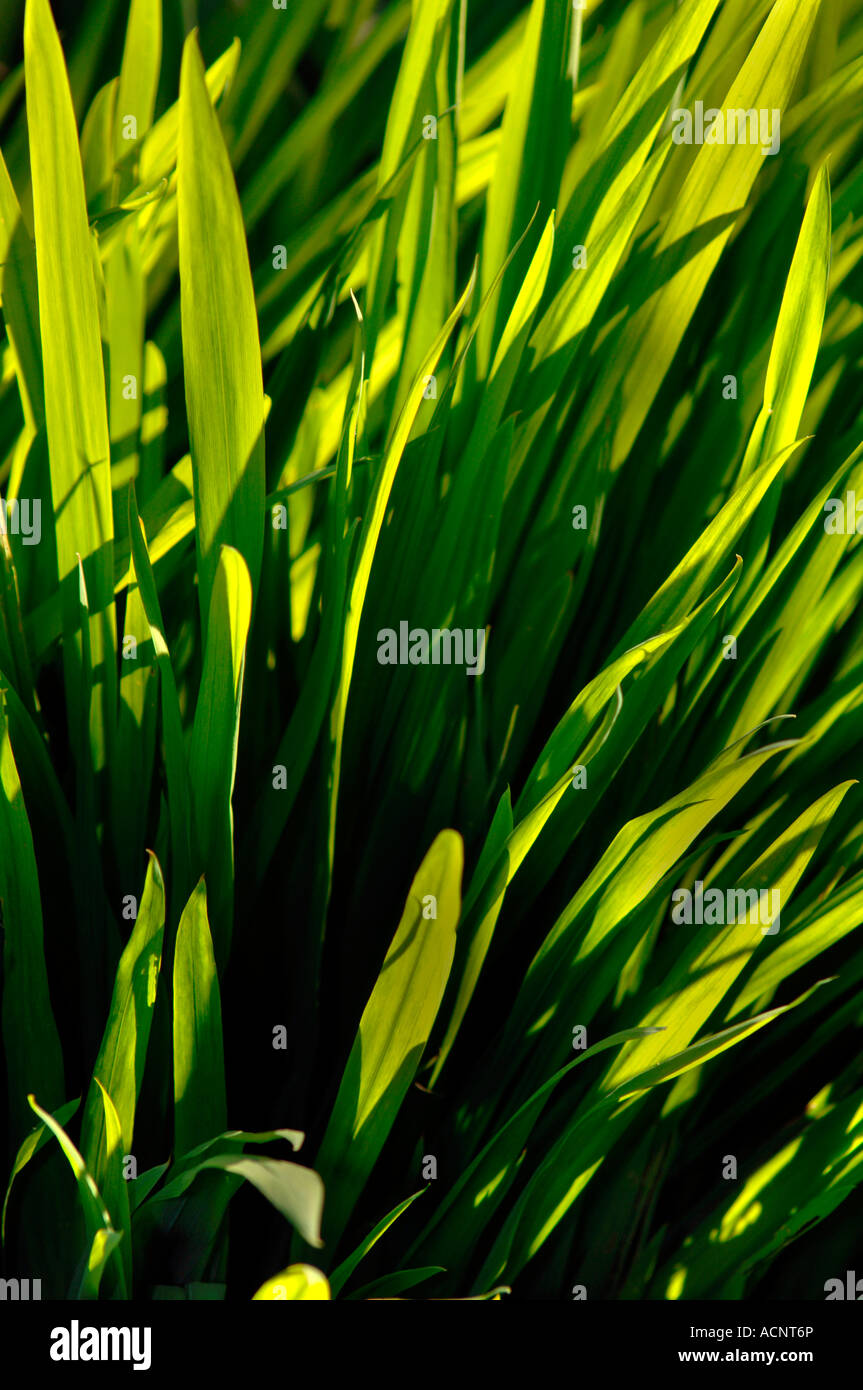 Ths Sun Backlighting A Bunch Of Green Leaves. Stock Photo