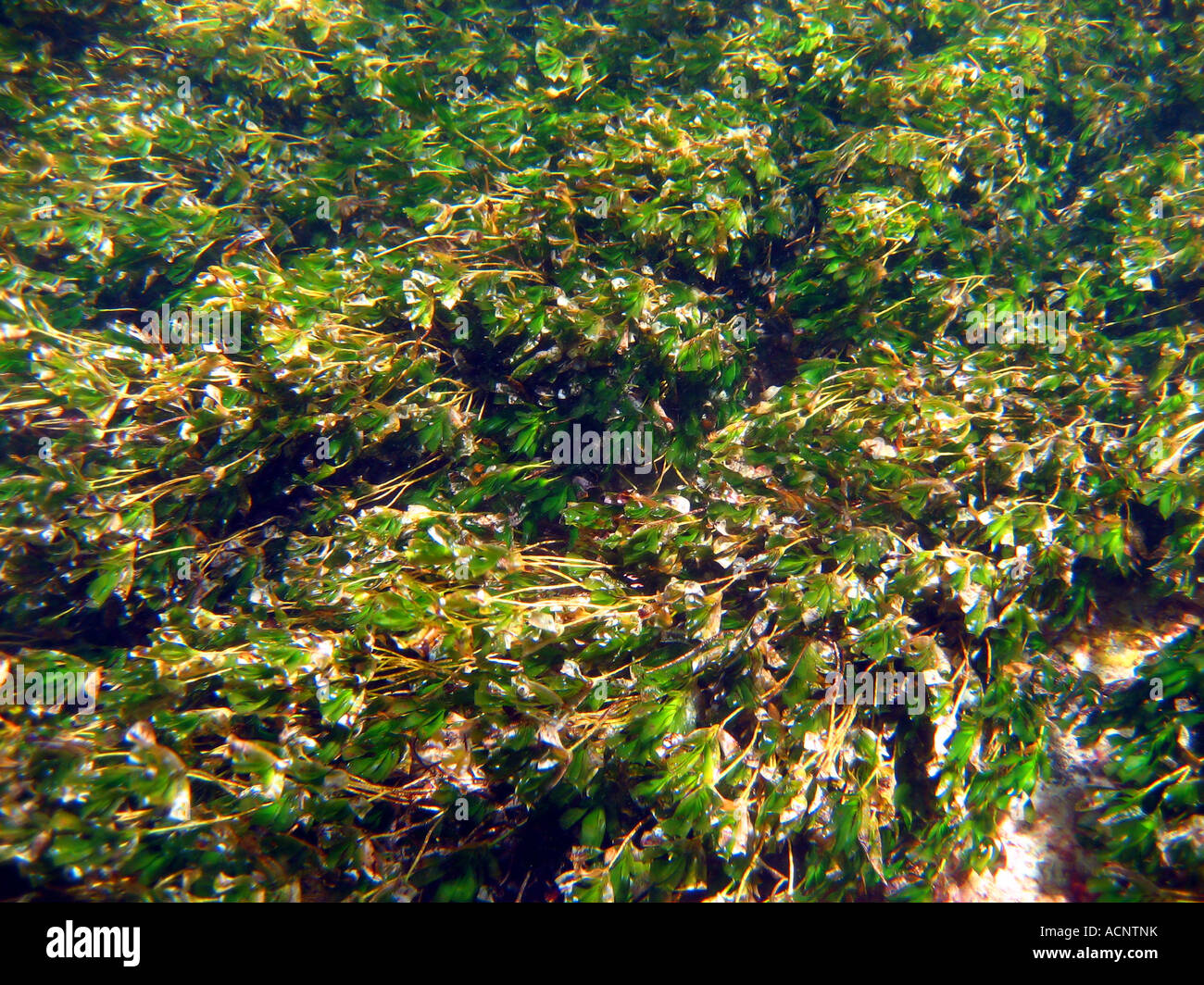 Detail of temperate seagrass bed southern wireweed Amphibolis antarctica Rottnest Island Western Australia Stock Photo