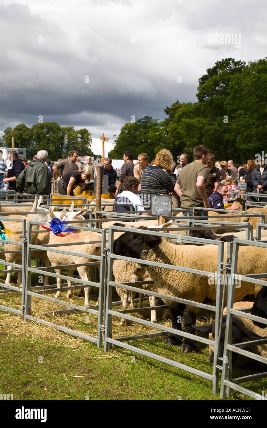 Sheep pens at Banchory Agricultural farmers Summer Fair, Aberdeenshire, Scotland uk Stock Photo