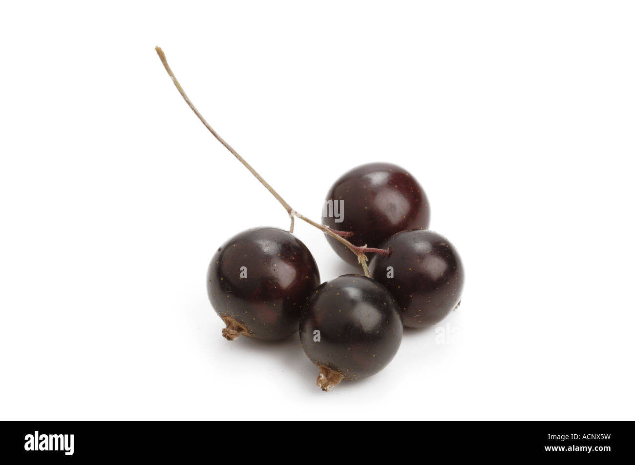 Fresh Blackcurrants Stock Photo
