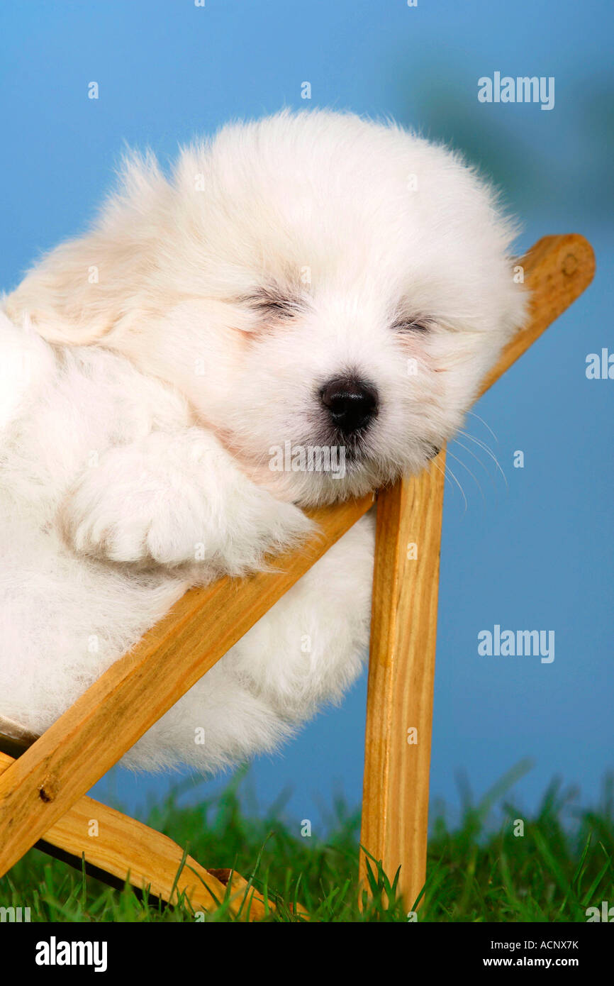 Coton de Tulear puppy 6 weeks in deckchair Stock Photo