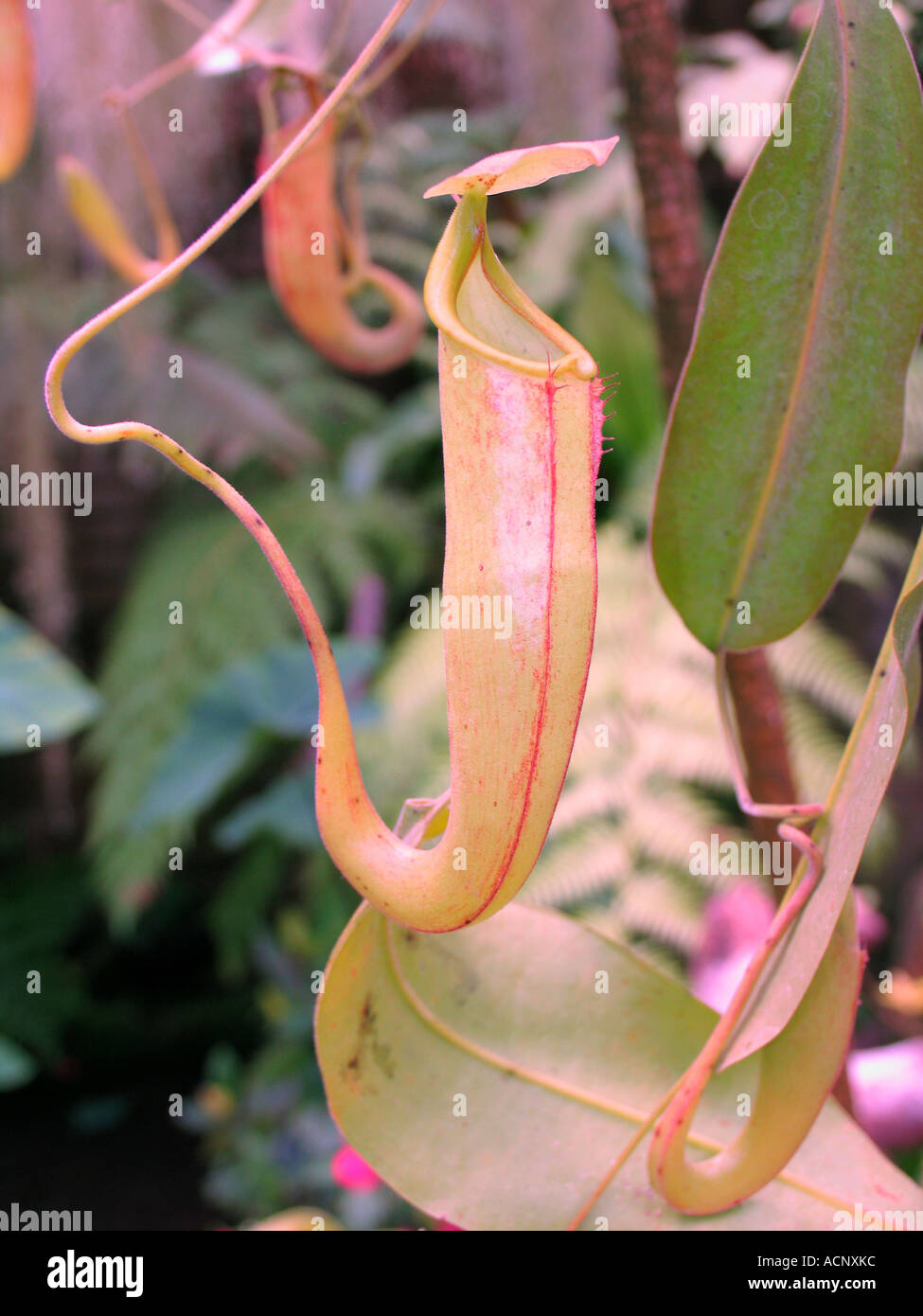 Pitcher plant adaptation hi-res stock photography and images - Alamy