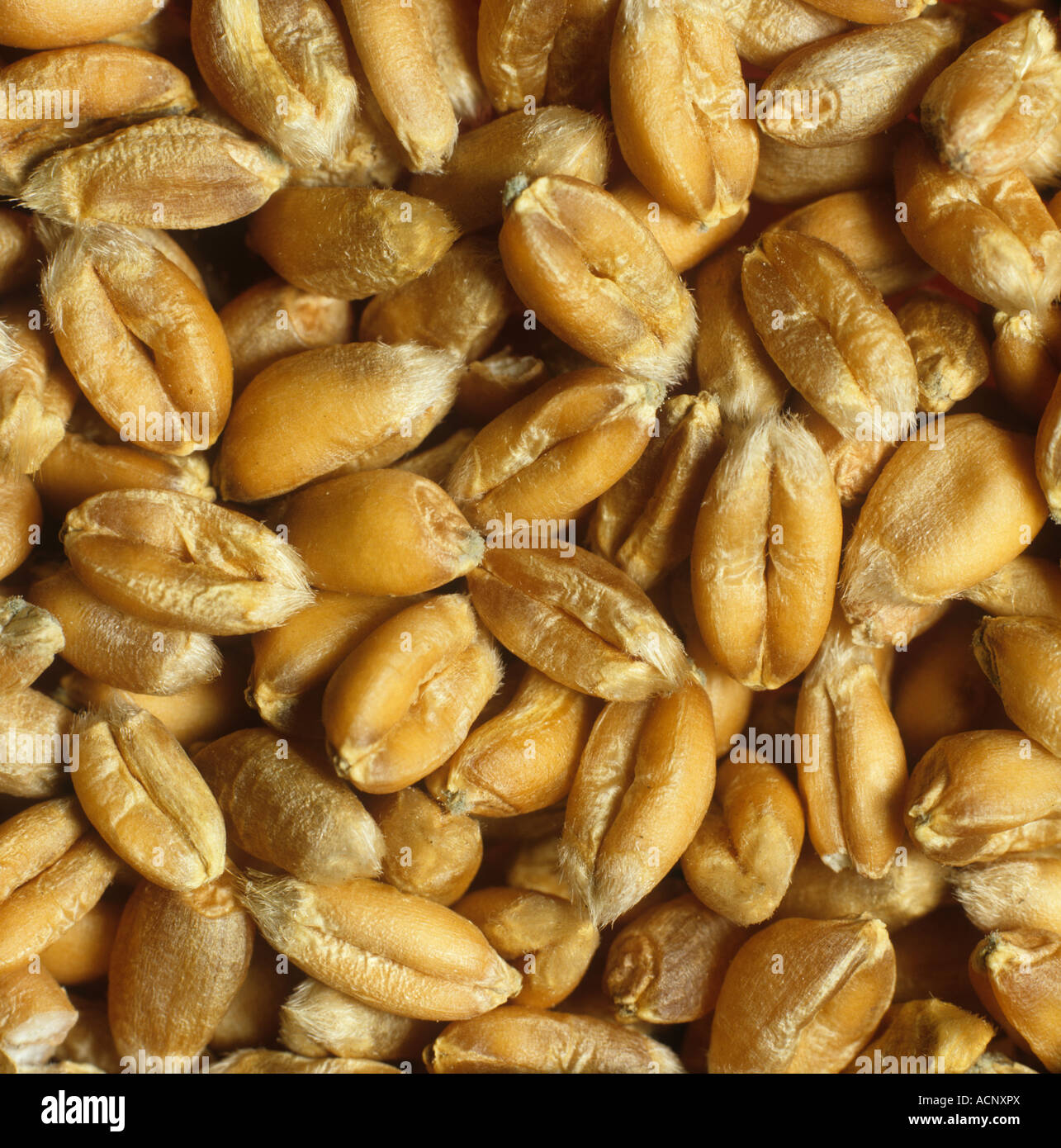 Whole Grain Wheat Seeds at Eugene Nuckolls blog