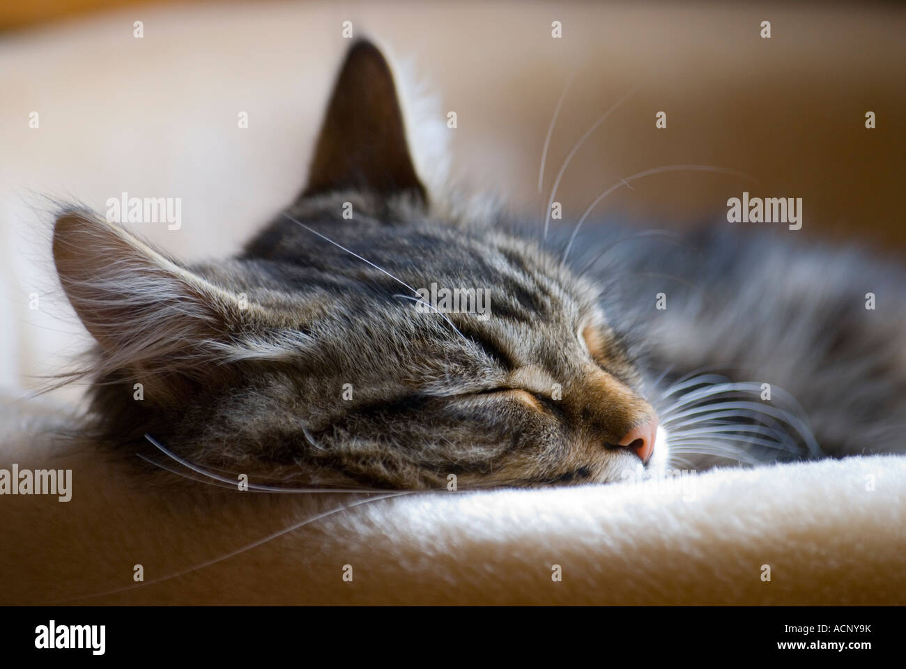 Sleeping Classic Tabby Siberian kitten Stock Photo Alamy