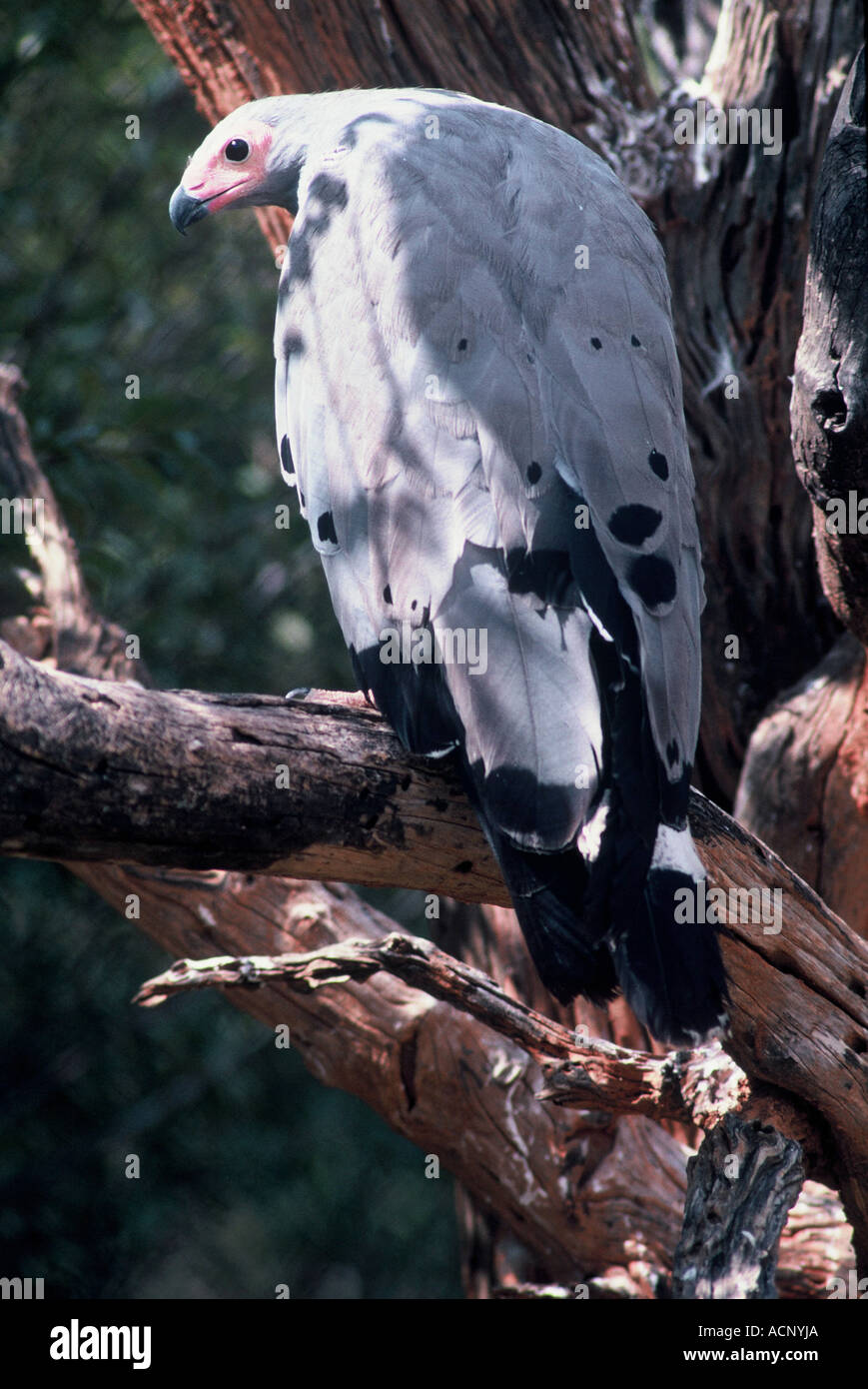 Adult african harrier hawk hi-res stock photography and images - Alamy